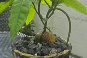 AVOCADO(Indoor plant)