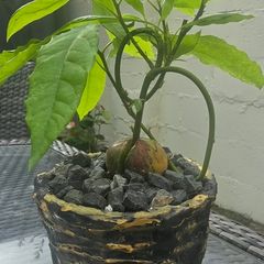 AVOCADO(Indoor plant)