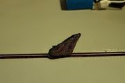 Kyanite crystal specimen