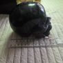 Huge Crystal Skull Image 5