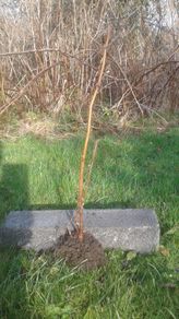 Bareroot autumn raspberry plants