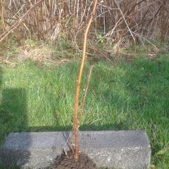 Bareroot autumn raspberry plants