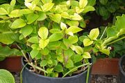 Hydrangea