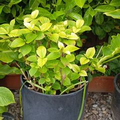 Hydrangea