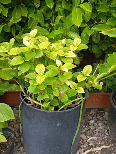 Hydrangea