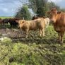 LOT NUMBERS AI Heifer and Bulls for Gort Mart Image 2