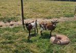 Female Pygmy Goats