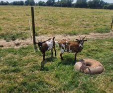 Female Pygmy Goats