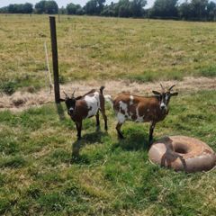 Female Pygmy Goats