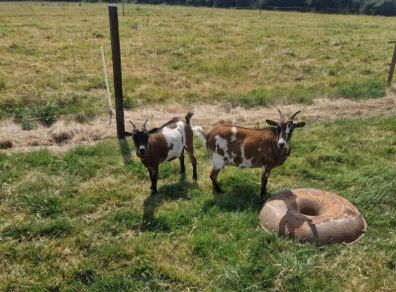 Female Pygmy Goats