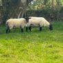 Super hoggets for sale -Suffolk/ mule / cross bred Image 2