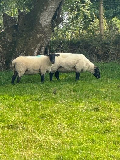 Super hoggets for sale -Suffolk/ mule / cross bred