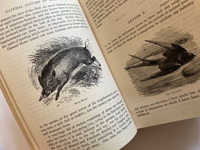 1891 The Natural History of Selborne