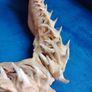 Can post Mako Shark jaw taxidermy Image 4