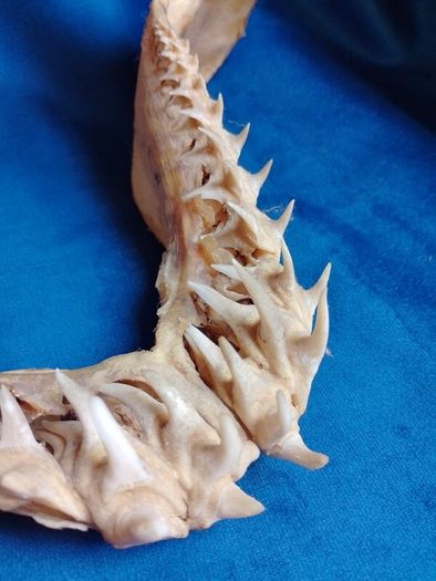 Can post Mako Shark jaw taxidermy