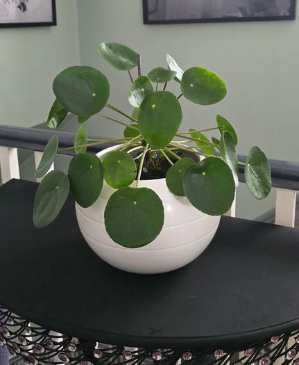Chinese money plant Pilea