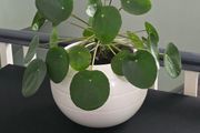 Chinese money plant Pilea