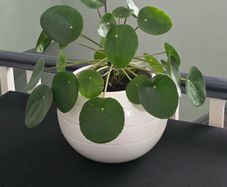 Chinese money plant Pilea