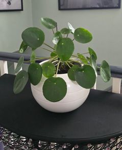 Chinese money plant Pilea
