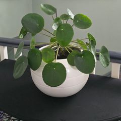 Chinese money plant Pilea