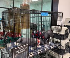 Dog Crate XL
