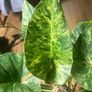 Philodendron Giganteum Blizzard Variegated Image 2