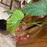 Mature Angel wing begonia Image 4