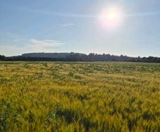 Ariable silage (barley , peas )