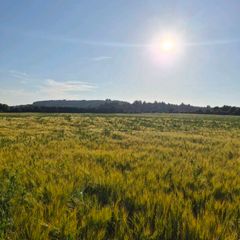Ariable silage (barley , peas )
