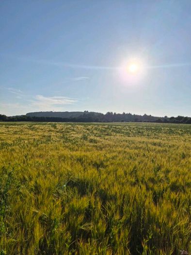 Ariable silage (barley , peas )