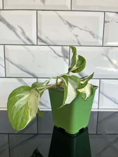 plant Photos n'joy