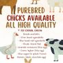 Purebred day olds chicks Image 7
