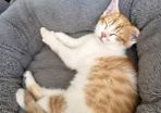 Kitten adoption