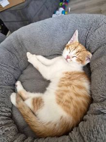 Kitten adoption