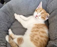 Kitten adoption
