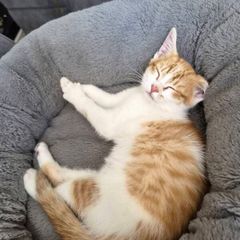 Kitten adoption