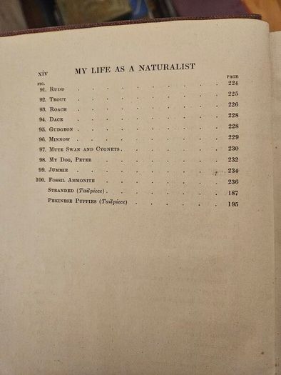 My Life As A Naturalistic. By W. Percival Westell. First Edition 1918 Hardback In Fair Condition.  See Photos For Same.