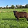 Zwartble Ram Lambs Image 7