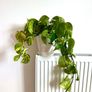 plants Image 2