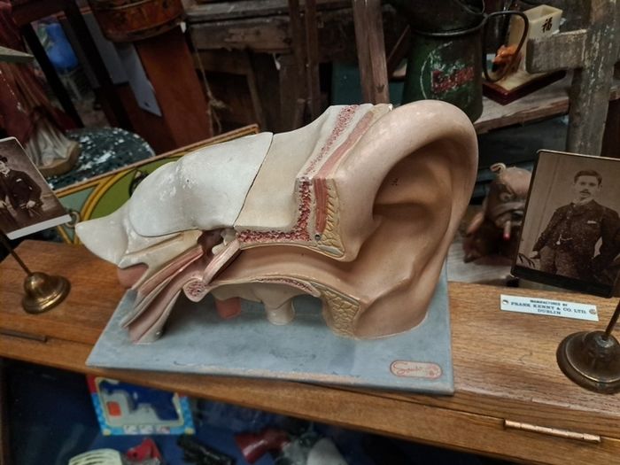 Vintage Human Ear Anatomical