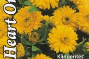(C) Calendula Green Heart Orange seeds 1.5g (414550)