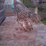 Poultry Image 4