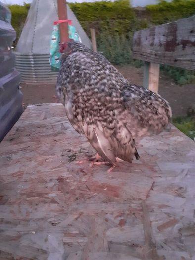 Poultry