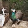 peafowl hatching eggs Image 4