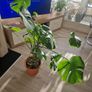 monstera plant Image 3