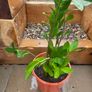Indoor plant Image 2