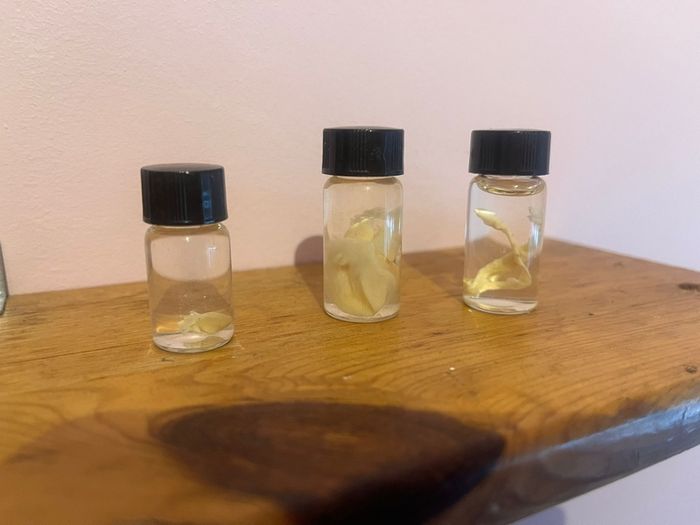 Taxidermy Specimens