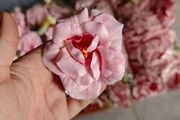 faux pink roses flowers silk