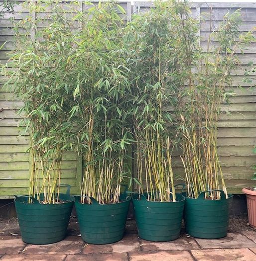 4 Evergreen Bamboo plants in pots.