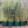 4 Evergreen Bamboo plants in pots. Image 4